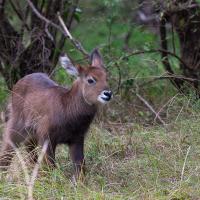 Waterbuck