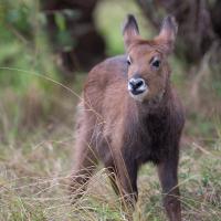 Waterbuck
