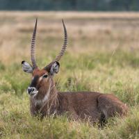Waterbuck
