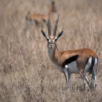 Thomson gazelle