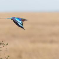 Long-stranded roller