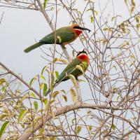 White-fronted bee-eater