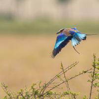 Long-stranded roller