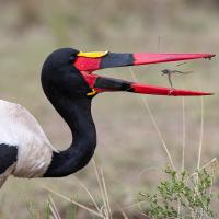 Jabiru