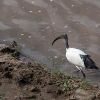 African Sacred Ibis
