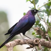 Rüppell's Starling