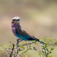 Long-stranded roller