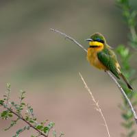 Little bee-eater