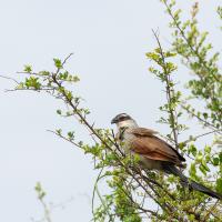 White-browed Coucal