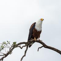 Fishing eagle