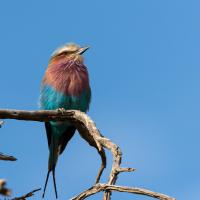 Long-stranded roller