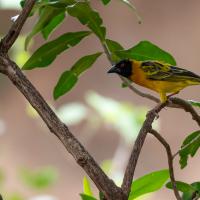 Village Weaver