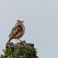 Crested Lark