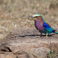 Long-stranded roller