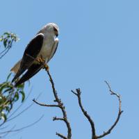 Black-shouldered eagle