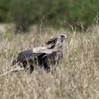 Secretarybird