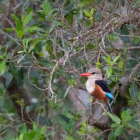 Grey-headed kingfisher