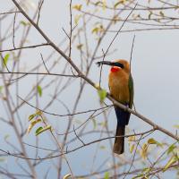 White-fronted bee-eater