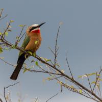 White-fronted bee-eater