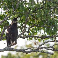 Long-crested eagle