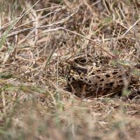 Nightjar
