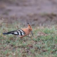 Eurasian Hoopoe