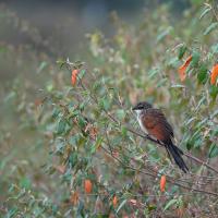 White-browed Coucal