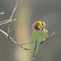 Little bee-eater