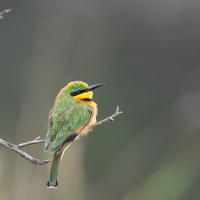 Little bee-eater