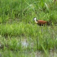 African Jacana