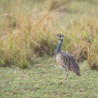 White-bellied Bustard