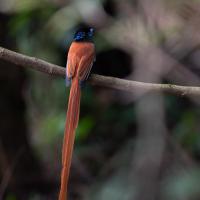 African Paradise Flycatcher