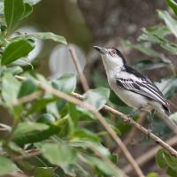 Black-backed Puffback