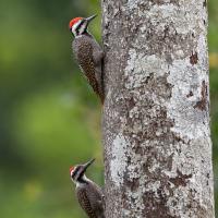 Bearded Woodpecker