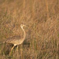 Black-bellied Bustard