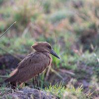Hamerkop