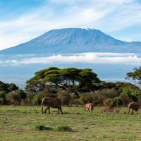 Kilimanjaro