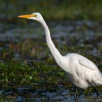 Egret