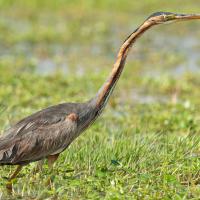 Purple heron