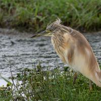 Crabbed heron