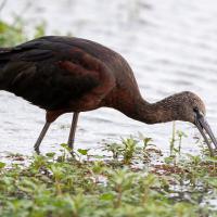 Falcinella ibis
