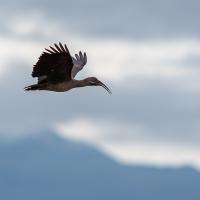 Hadada ibis