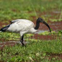 Sacred ibis