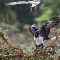 Martial eagle