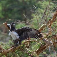 Martial eagle