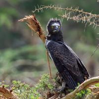 Martial eagle