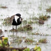 Blacksmith lapwing