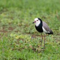 White-winged lapwing