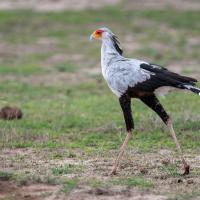 Secretary bird