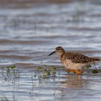Gambit sandpiper